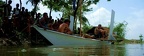 tara-tari 0-essais-du-proto-dans-la-mangrove-3 32948563615 o