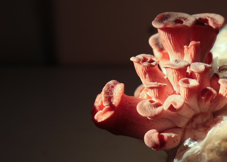 NDM-mushrooms-IMG_6435- © Sidonie Frances - Low-tech Lab.jpg