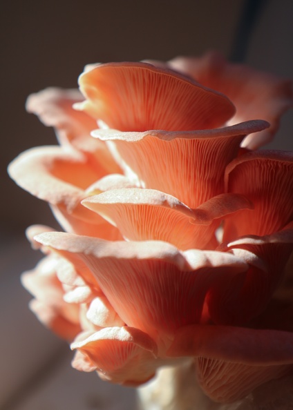 NDM-mushrooms-IMG_6537- © Sidonie Frances - Low-tech Lab.jpg