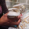 2020 10 01 Mexique Agrocetas Mushrooms-Femme cueille champi GP © Low-tech Lab