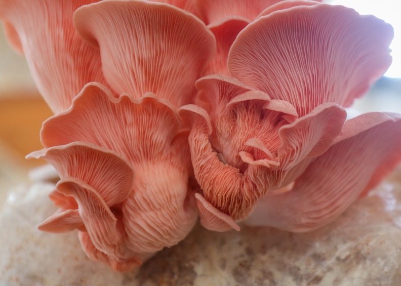 NDM-mushrooms-IMG 6533- © Sidonie Frances - Low-tech Lab