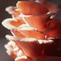 NDM-mushrooms-IMG 6537- © Sidonie Frances - Low-tech Lab