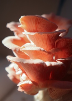 NDM-mushrooms-IMG 6537- © Sidonie Frances - Low-tech Lab