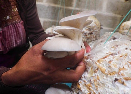 2020 10 01 Mexique Agrocetas Mushrooms-Femme cueille champi GP © Low-tech Lab